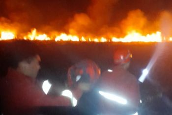 Petugas Damkar padamkan kebakaran lahan di Lampung Selatan