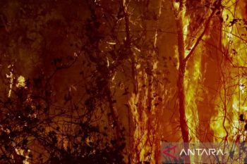 Kebakaran hutan dan lahan di Kalsel berhasil dipadamkan