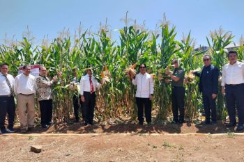 Rektor meluncurkan Jagung Jago Unhas