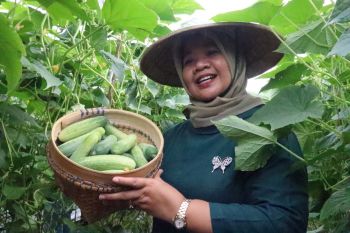 Dinas Pertanian Sleman menggerakkan KWT kembangkan agribisnis