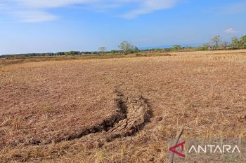Sebagian sawah di Makassar menjadi lahan tidur akibat kekeringan
