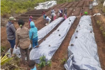 Pogram 'Desa Berdaya' PLN sulap lahan tidur jadi kebun holtikultura di Manggarai