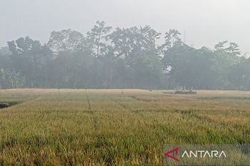 Dinas: Wilayah Banyumas masih berpotensi  panen padi hingga Oktober
