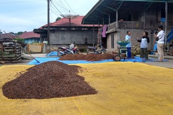 PLN berikan pelatihan produksi dan ke petani kopi di Liwa