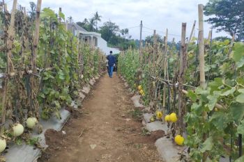Pemprov Lampung: Pengairan daerah hortikultura tetap terjaga