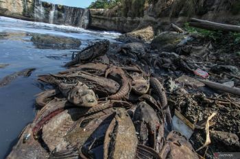 DKI kemarin, penanganan ikan sapu-sapu hingga Jakarta Marathon 2026