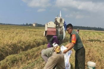 Kodim Polewali Mandar kerahkan Babinsa bantu wujudkan ketahanan pangan