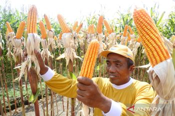 Panen Jagung Bioteknologi