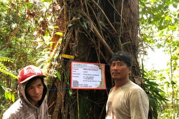 Menarik manfaat ekonomi hutan tanpa kurangi tegakan pohon