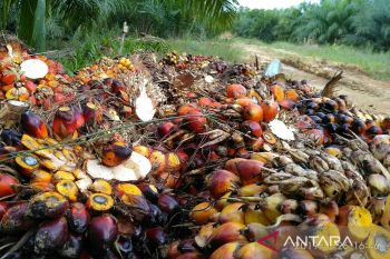 Harga TBS sawit di Kaltim naik dari Rp2.166,29 jadi Rp2.221,48
