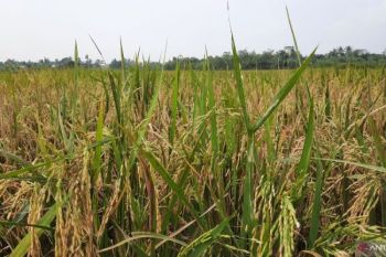 BPBD: Lahan pertanian terdampak kekeringan di Tangerang bertambah