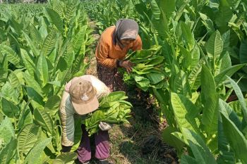 Harga panen  tembakau 2023 di Kabupaten Madiun bagus