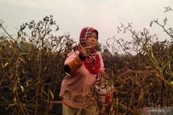 Pemkab Tapin janji bantu petani Rawit Hiyung terdampak karhutla