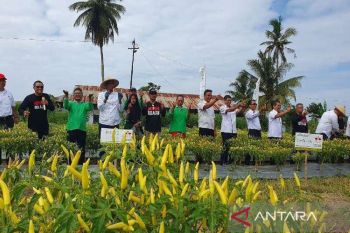 Dikbud dan BI Sultra panen cabai yang ditanam siswa SMKN
