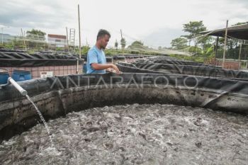 DKP sebut kekeringan tidak signifikan pengaruhi produksi ikan budi daya DIY