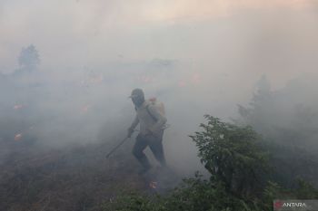 Pemkab Tapin rancang kawasan sentra Rawit Hiyung anti karhutla