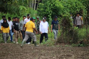 Pemkab Pasangkayu kembangkan cabai untuk tumbuhan ekonomi daerah