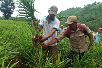 Dinas Pertanian Tapin target panen jahe merah 92 ton 2023
