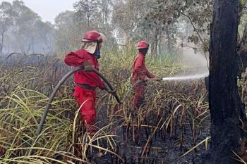 Polda Sumsel tingkatkan patroli cegah karhutla  akibat kesengajaan
