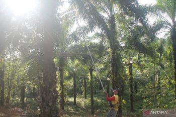 Pemkab Luwu Utara menjangkau pekerja rentan di 167 desa