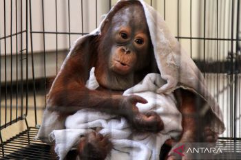 Translokasi Orangutan ke Kalimantan Tengah