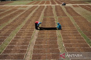 Alokasi dana bagi hasil cukai tembakau