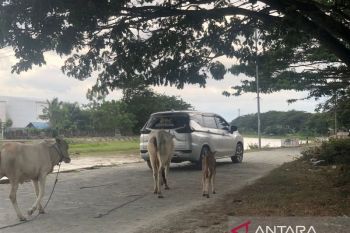 Warga keluhkan sapi yang suka berkeliaran di jalan-jalan