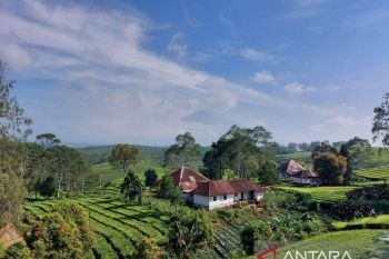 Menengok keasrian dan produksi kebun teh tertinggi kedua di dunia