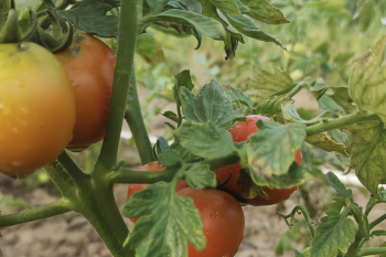 Bisnis benih hortikultura menguntungkan