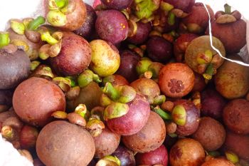 Buah manggis Lebak Banten diekspor ke mancanegara