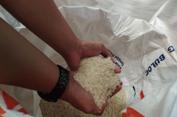 Bulog Lampung catat 1.600 ton bansos beras telah tersalurkan