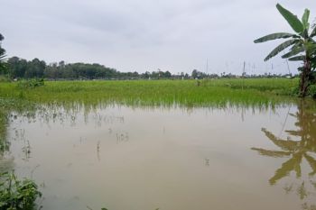 430 hektare lahan pertanian terdampak banjir di Pasaman Barat