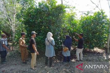 Petani Sambas kembangkan budidaya kopi liberika