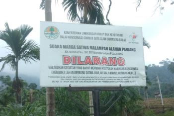 BKSDA lakukan penanganan konflik Harimau Sumatera di Tigo Nagari