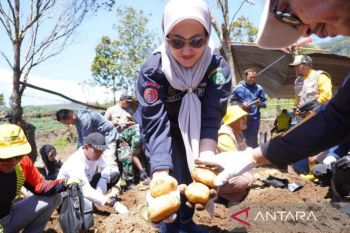 Tanaman hortikultura Luwu Utara Sulsel suplai kebutuhan IKN