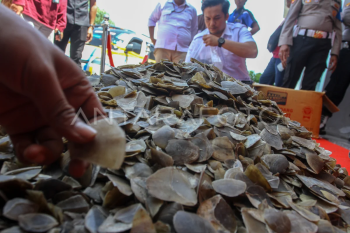 Polda Riau gagalkan perdagangan sisik Trenggiling