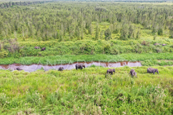Gajah liar rusak kebun durian dan jengkol warga pedalaman Aceh Jaya