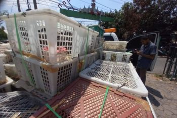BKSDA Lampung bersama Flight Bird gagalkan peredaran ribuan burung ilegal asal Sumatera