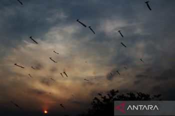 Dandang Mengudara di Langit Tapin