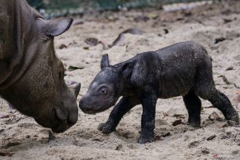 Kelahiran bayi badak sumatra di Suaka Rhino Sumatera TNWK