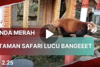 Panda Merah di Taman Safari Cisarua, lucu dan menggemaskan