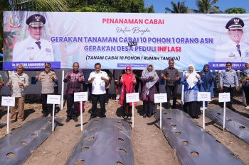 Pemprov Sulsel mengapresiasi gerak cepat Wajo-Palopo tanam cabai