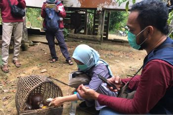 Tercatat 12 orang utan dilepasliarkan ke alam