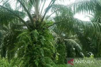 Kaltim intensifikasi sawit 200 hektare di empat daerah