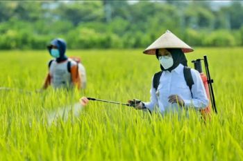 Banyuwangi terapkan RTTG antisipasi dampak fenomena El Nino