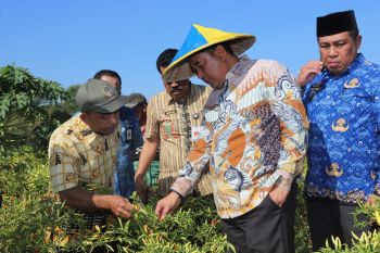 Gubernur Sulsel panen cabai di Tanralili Kabupaten Maros