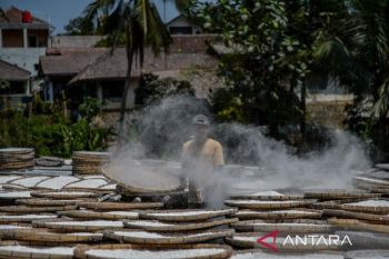 Produksi tepung tapioka menurun