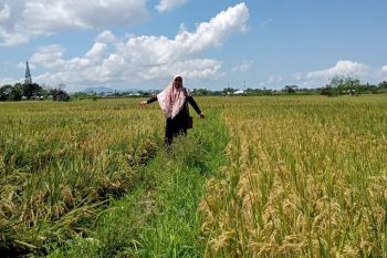 Distan: Realisasi produksi padi di Mataram mencapai 16.000 ton