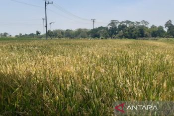 Kabupaten Sragen panen raya padi musim tanam III 2023