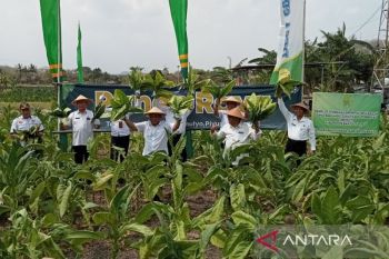DKPP Bantul panen raya tembakau grompol seluas 60 Ha